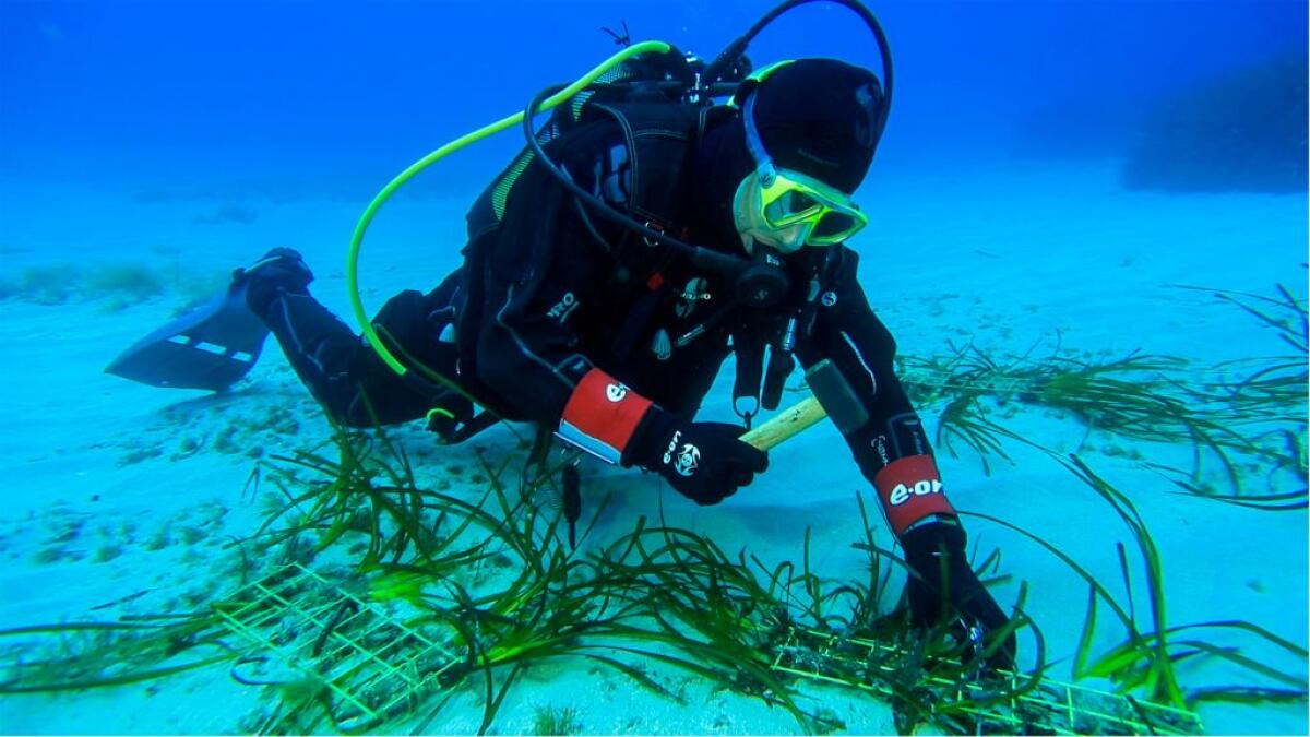 Tutela dei mari, al via il progetto “Save the wave” di E.ON e Ioc-Unesco - 