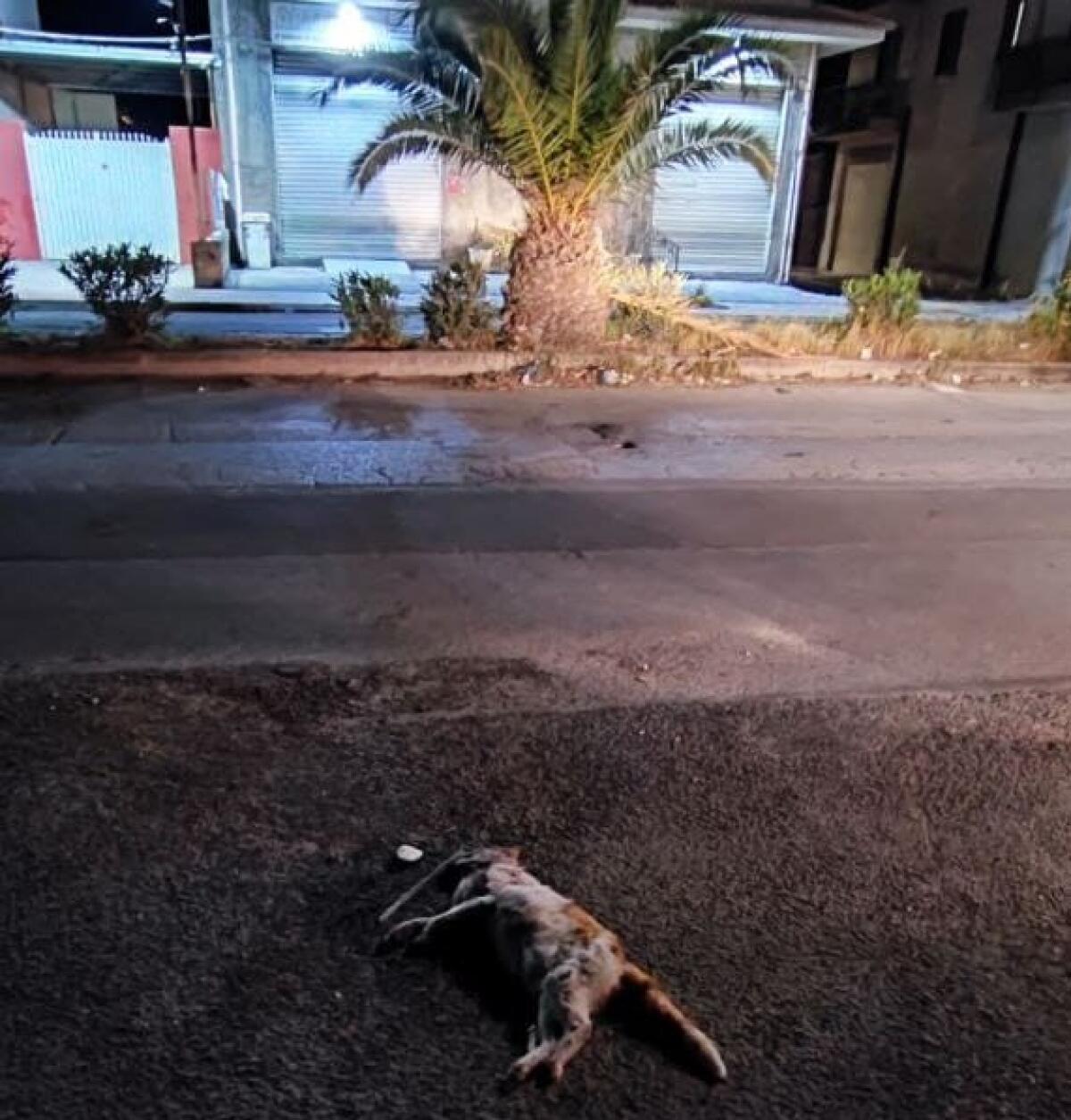 Periferie al buio e senza segnaletica: "A Cantina Sociale veicoli sfrecciano ad ogni ora" - Un gatto travolto da una vettura nella zona