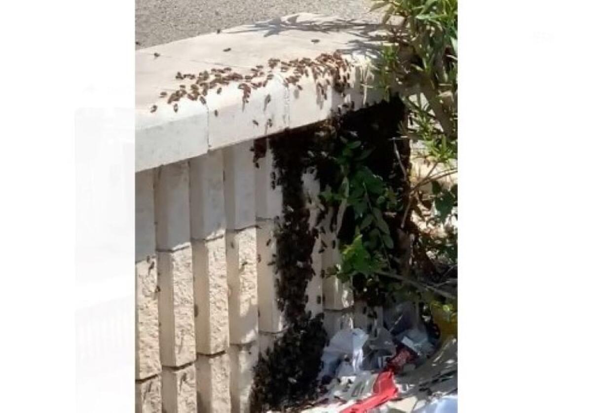 Api nel cuore di via Venezia, decine concentrate in un'area verde incolta - 