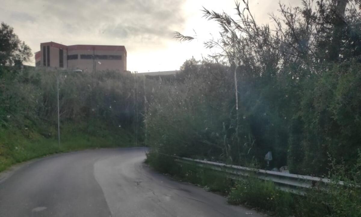 Strade pericolose, a Punte Vigne tratto ostruito dalla vegetazione: insidie per i bus - Il tratto di Punte Vigne ostruito dalla vegetazione