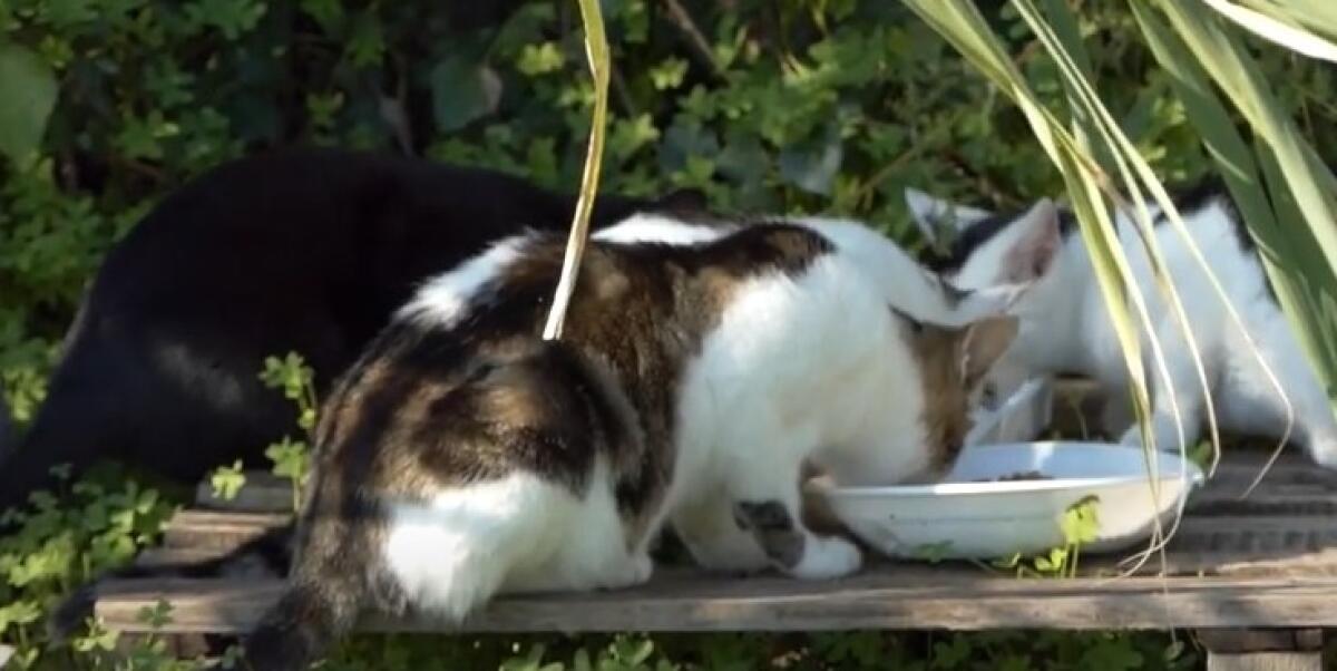 Gatti vittime delle esche avvelenate, la denuncia di "Aria Nuova" - 