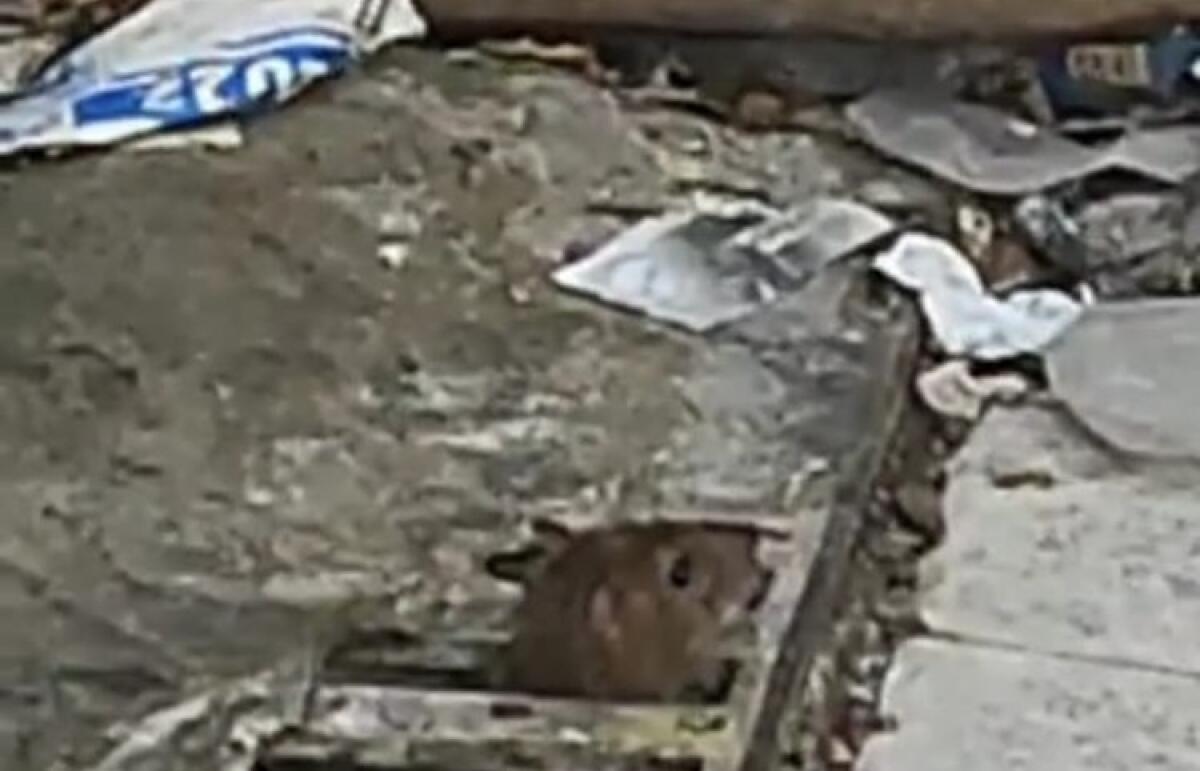 Rifiuti, ratti e strade sporche: tante segnalazioni dalle vie adiacenti a corso Aldisio - I ratti fuoriescono dalle caditoie