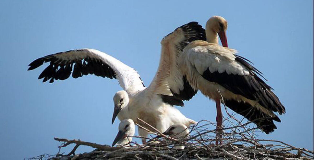 Il "Cicogna day" all'oasi Geloi Wetland: domenica all'insegna della natura - 