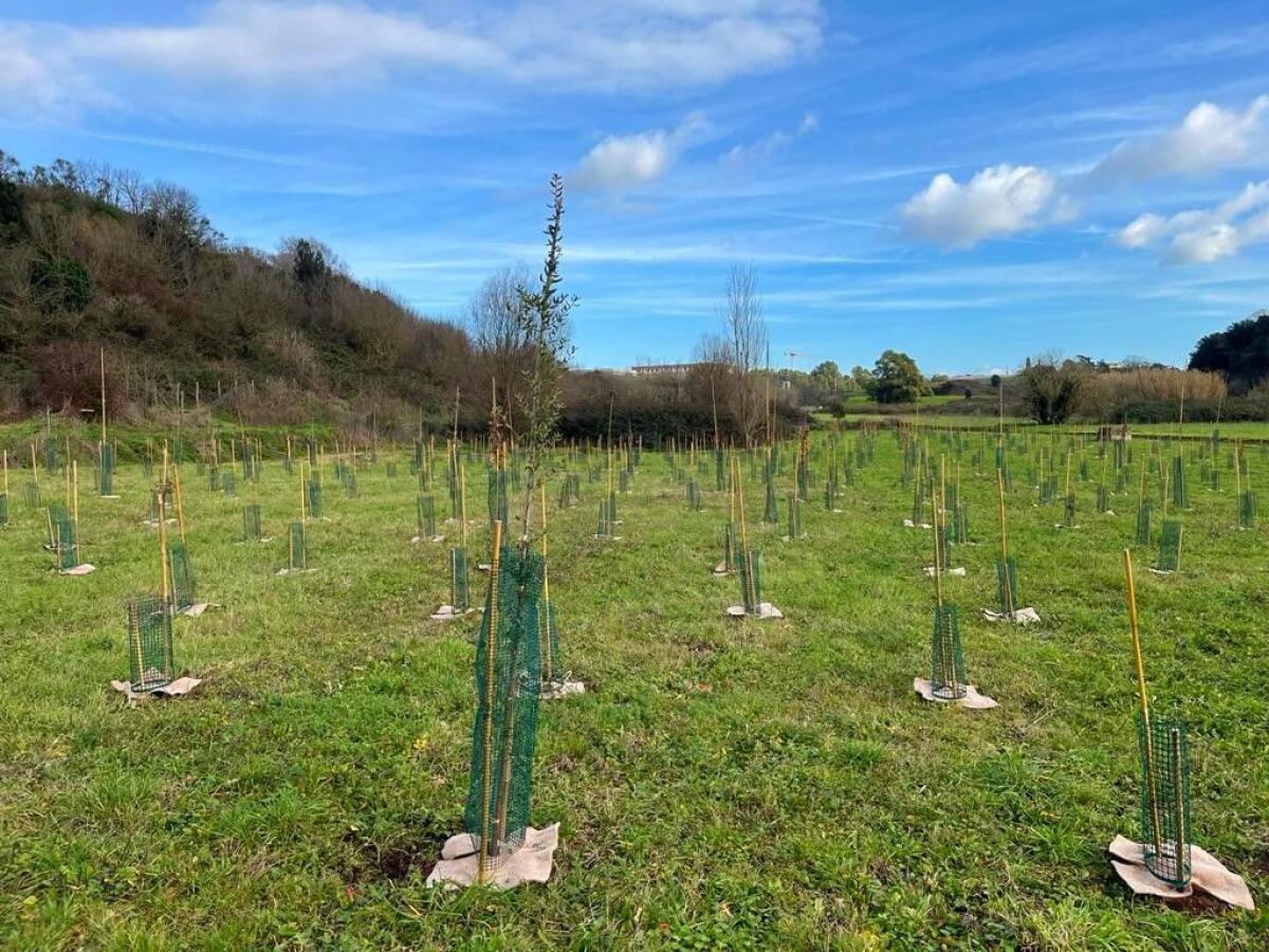Un nuovo bosco urbano al Campus Bio-Medico di Roma - 