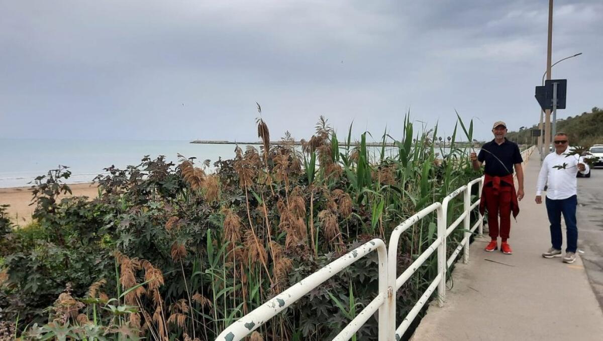 "Manca pulizia delle spiagge", associazioni: "Prima di puntare al turismo serve decoro" - Le associazioni segnalano l'assenza di manutenzione e pulizia delle spiagge