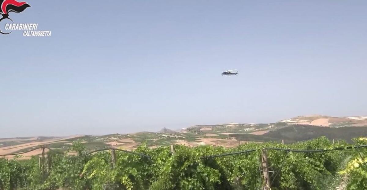 Maxi piantagione di marijuana a Riesi, undici coinvolti: sequestrate ventimila piante - L'area del sequestro