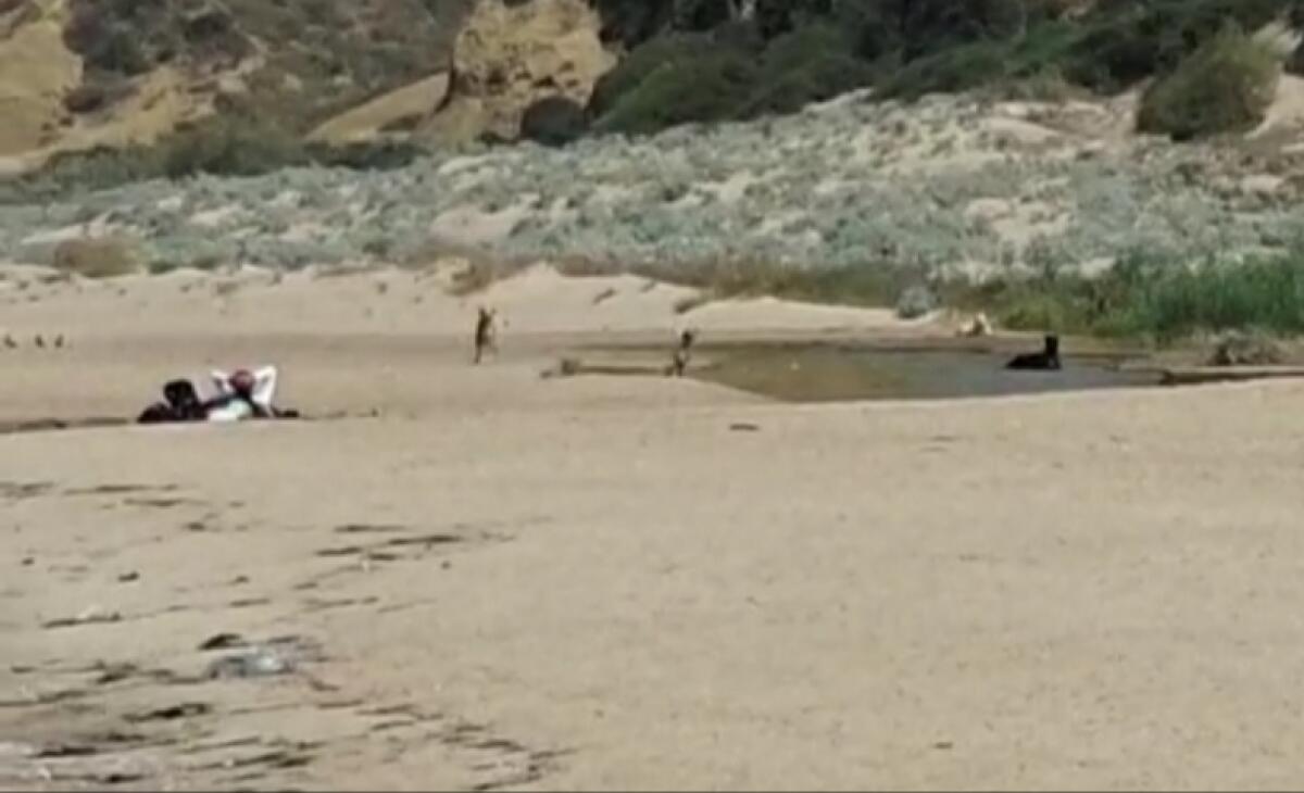 Randagi in spiaggia, il branco tenta l'aggressione: allontanati da un giovane - 