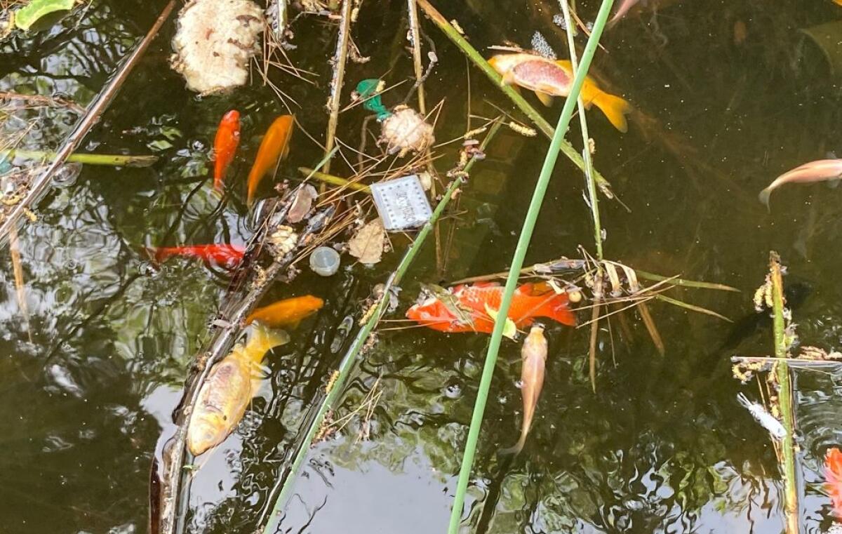 Moria di pesci nella fontana di Villa Garibaldi - 