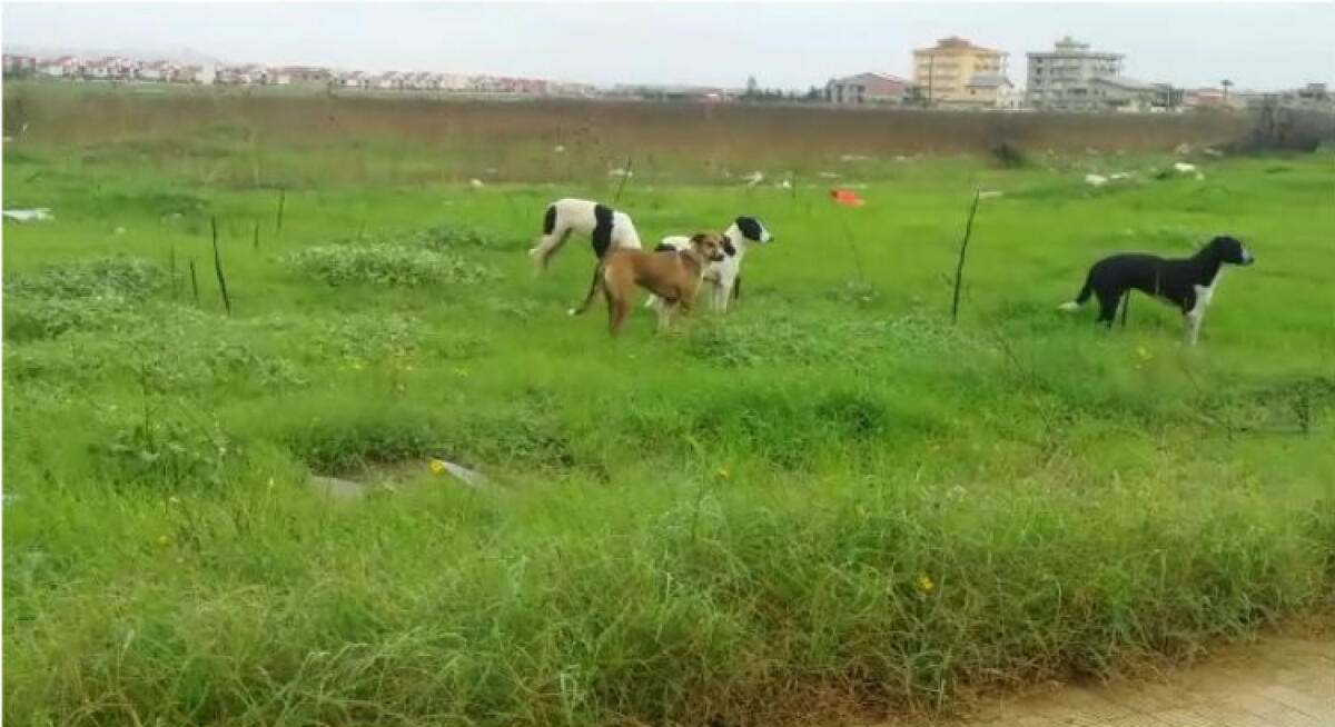 Randagi, presunte omissioni nel servizio e l'aggressione di un branco: assolto imprenditore - 