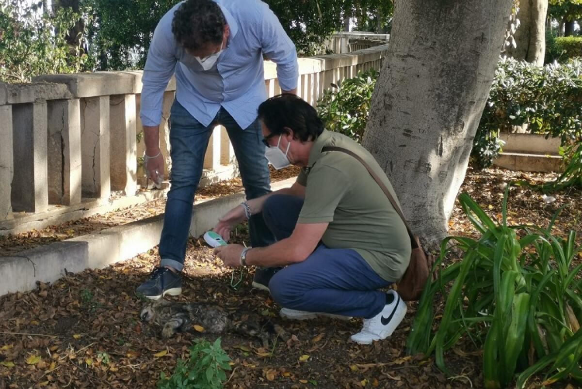 Gatti morti all'interno della villa, Licata: "Avvelenamento è un fatto molto mostruoso" - 