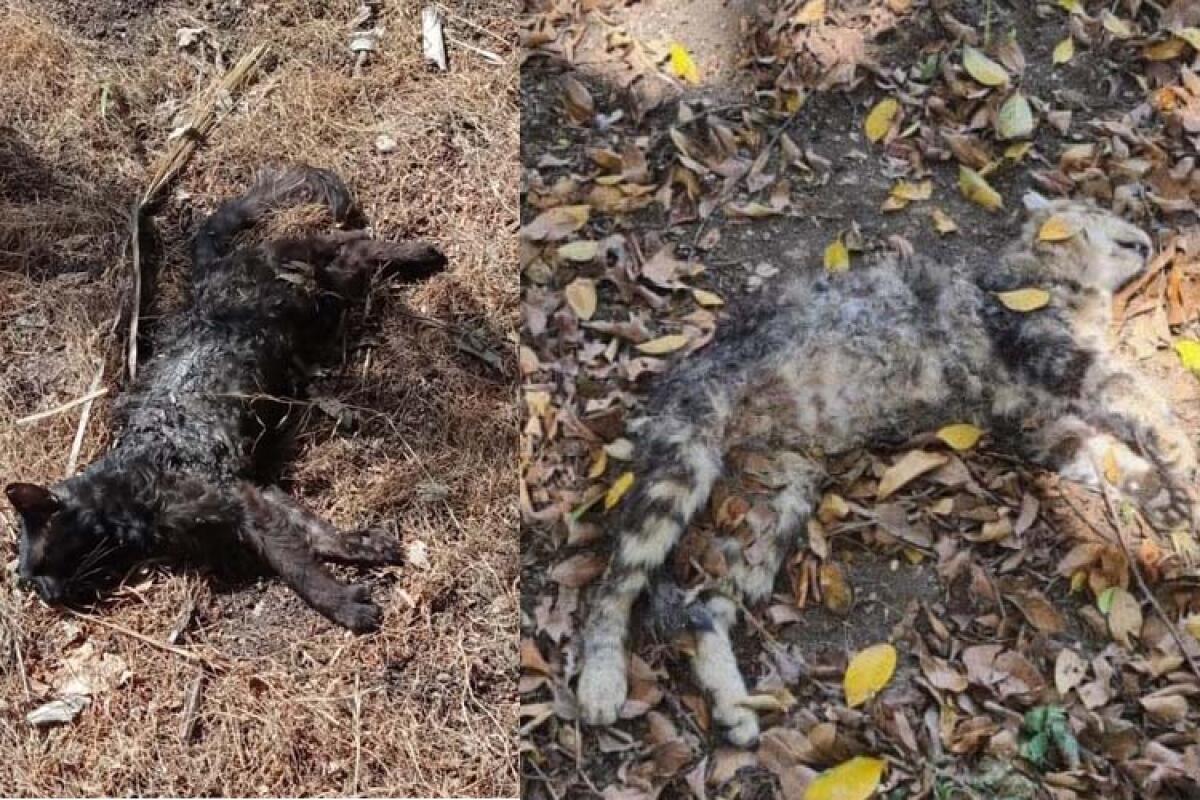 Hanno ucciso i due gattini che il Comune aveva rimesso alla Villa Garibaldi (VIDEO) - I gatti ritrovati nella villa comunale