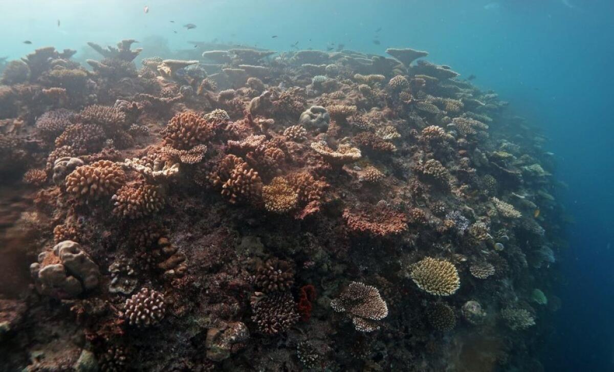 Nasce “Oceano verticale”, patto Bicocca-Maldive per la biodiversità - 