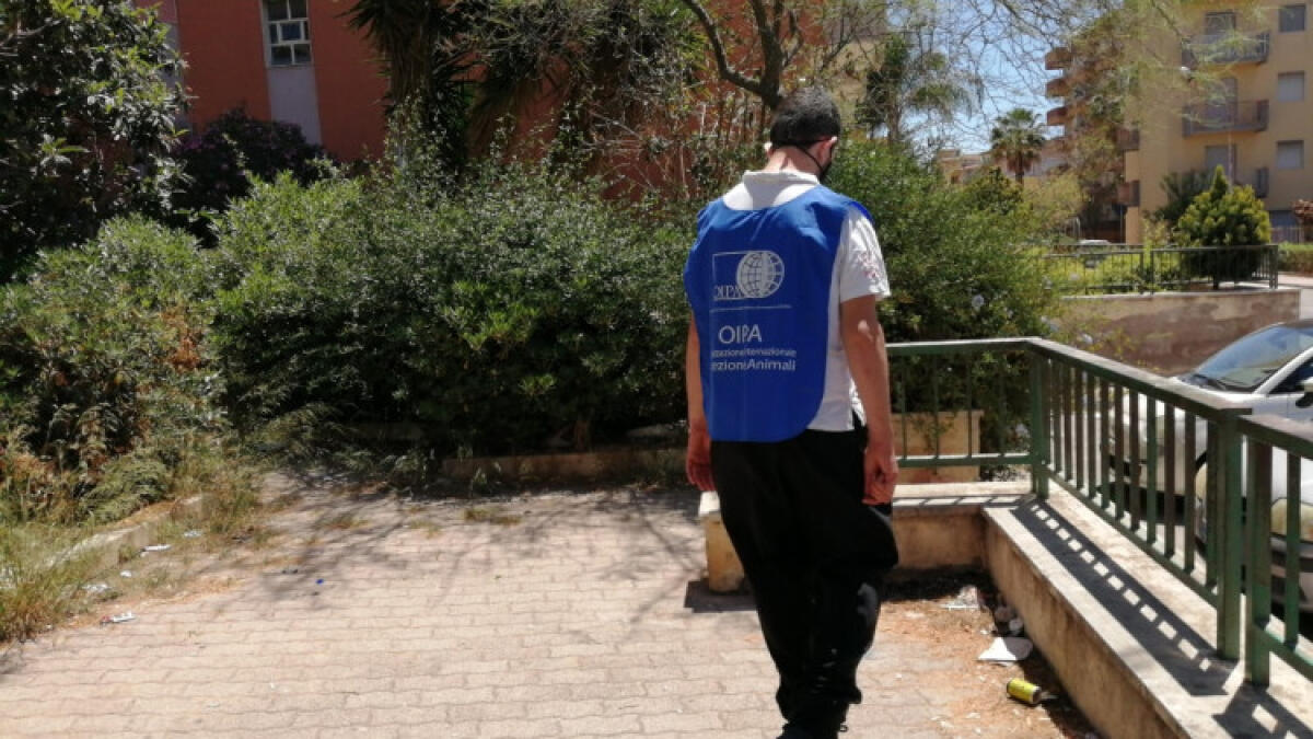 L'Oipa, "per svuotare i canili servono più sterilizzazioni" - 