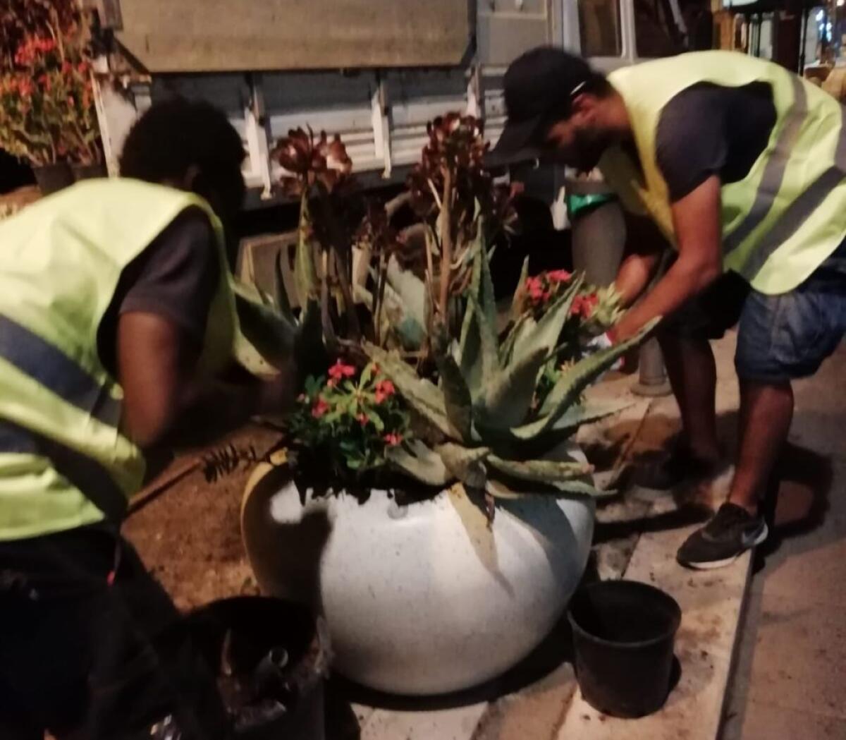 Più decoro, avviati interventi: piante e ornamenti per abbellire - 