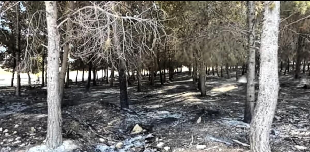 Rogo a Comunelli, danni enormi in una vasta area: fiamme hanno devastato la pineta - 