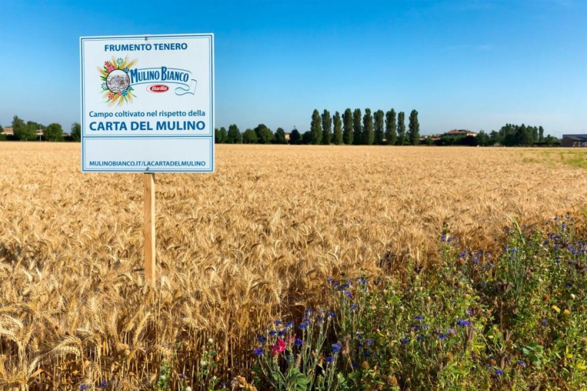 Barilla, continua a crescere l’impegno per la sostenibilità - 