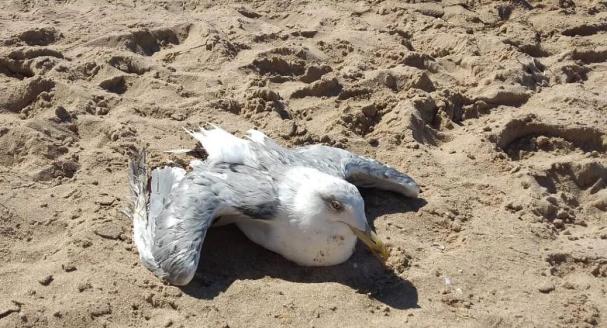 Sos per un gabbiano in difficoltà, chiesto intervento per prestargli le cure necessarie - 
