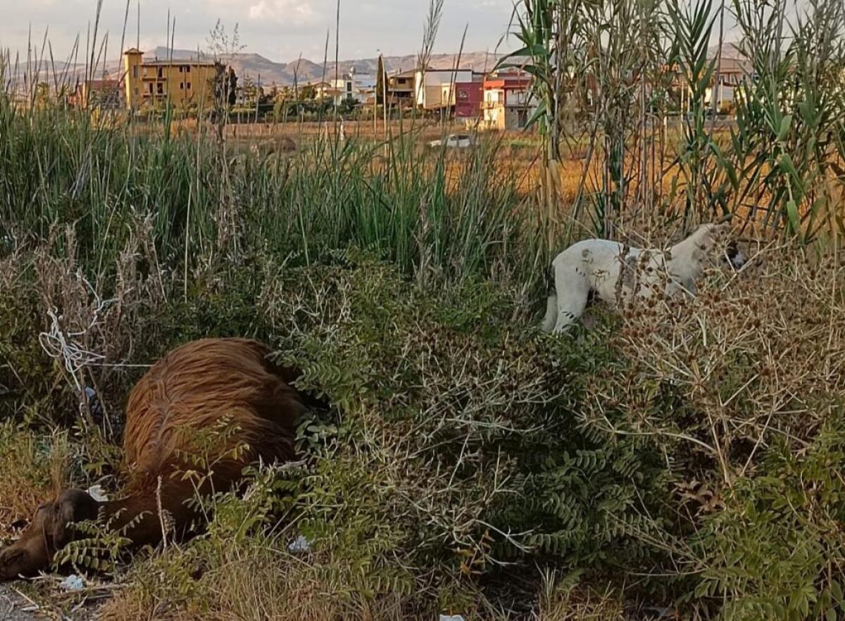 Bambino aggredito dai randagi ricoverato in chirurgia, Mancuso: "Ora le guardie zoofile" - 