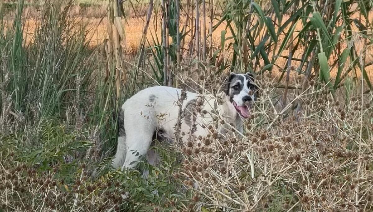 Randagi, tratto di spiaggia a Macchitella sarà interdetto: "Task force per catturarli" - foto archivio