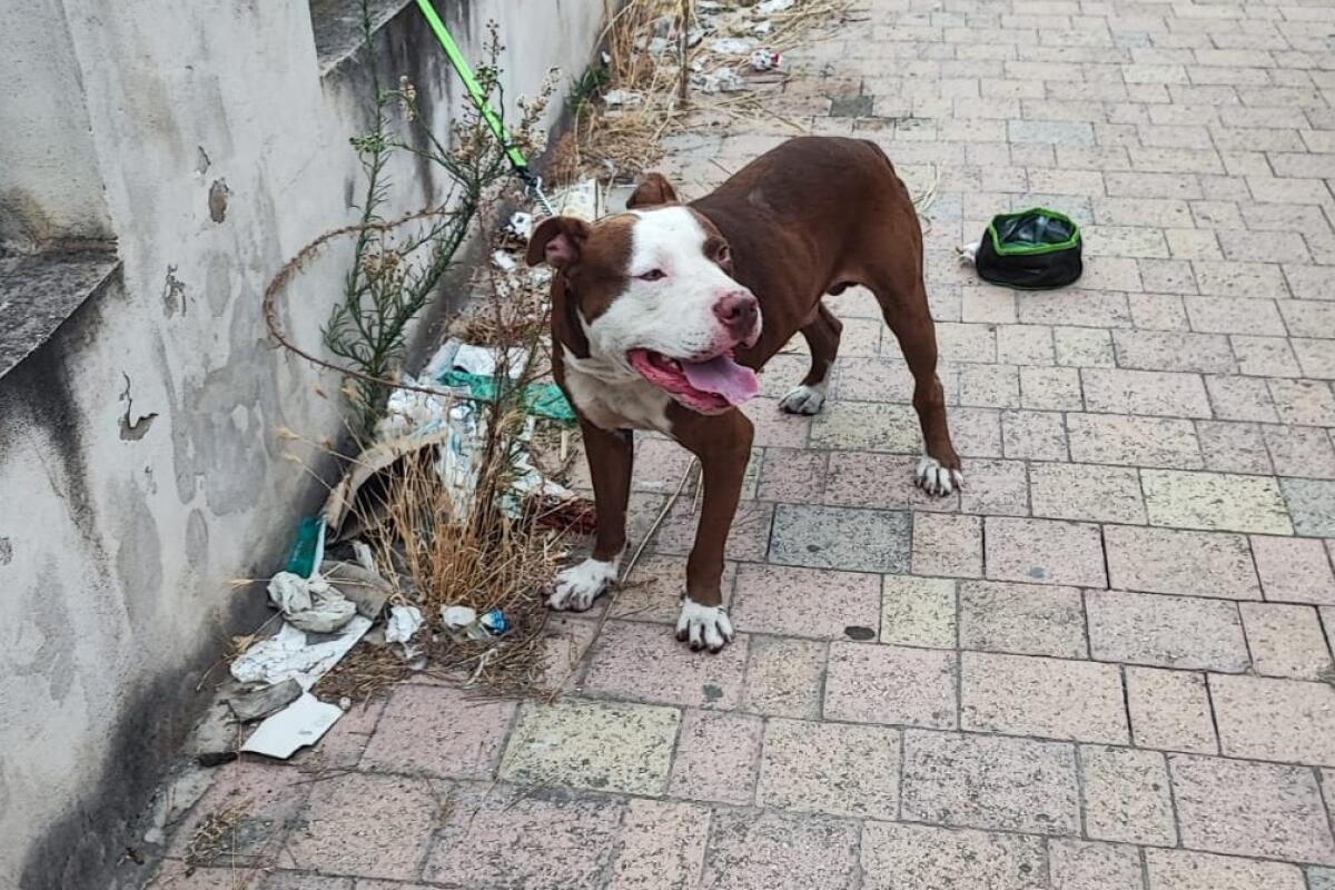 Pitbull lasciato libero sbrana uno spitz e ferisce due passanti in via Recanati - Il pitbull che ha ucciso uno spitz in via Recanati