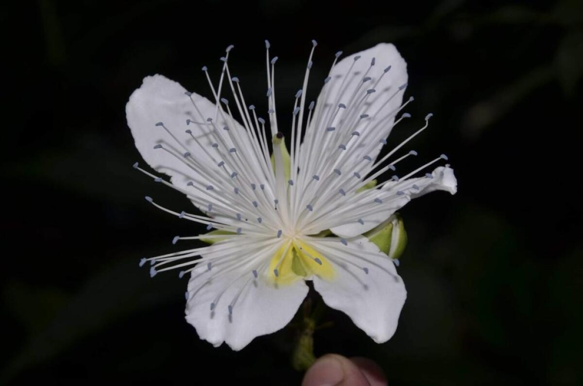 Botanico dell’Università di Palermo nel team che ha scoperto nel Laos una nuova specie - 