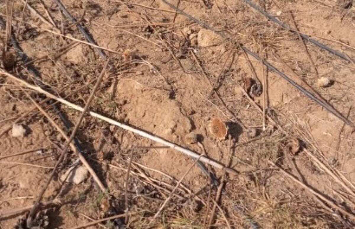 Danni ai campi del progetto sociale Open Housing, Greco: "Atti vigliacchi" - I danni ai terreni