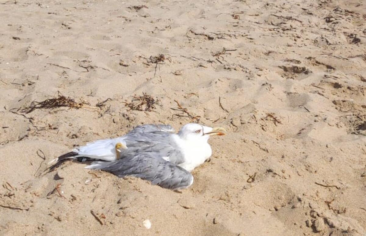 Un altro gabbiano in difficoltà, trovato in spiaggia e c'è il sospetto di avvelenamento -