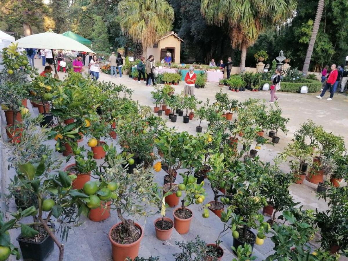 All’Orto Botanico di Palermo 12 mila visitatori per “Zagara d’Autunno” - 