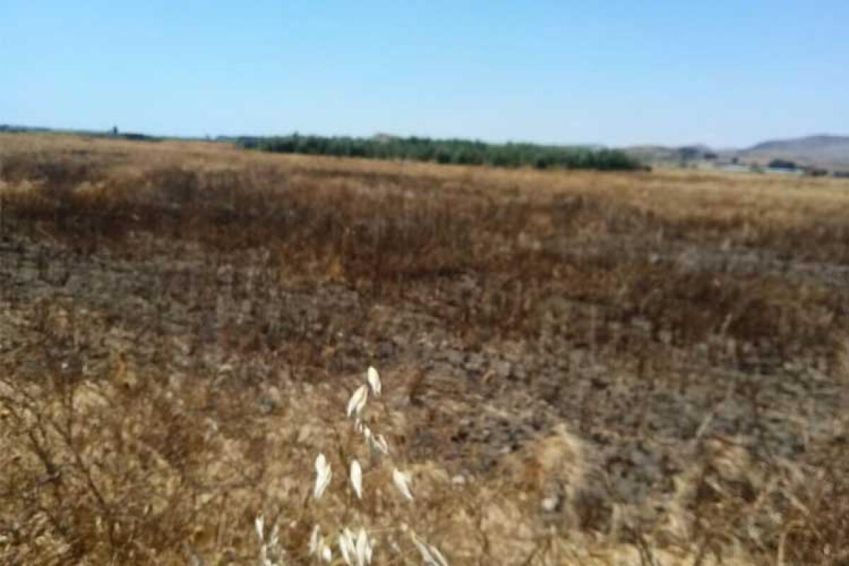 Danni enormi all'agricoltura locale per la siccità, Regione avvia richiesta per lo stato di calamità - 