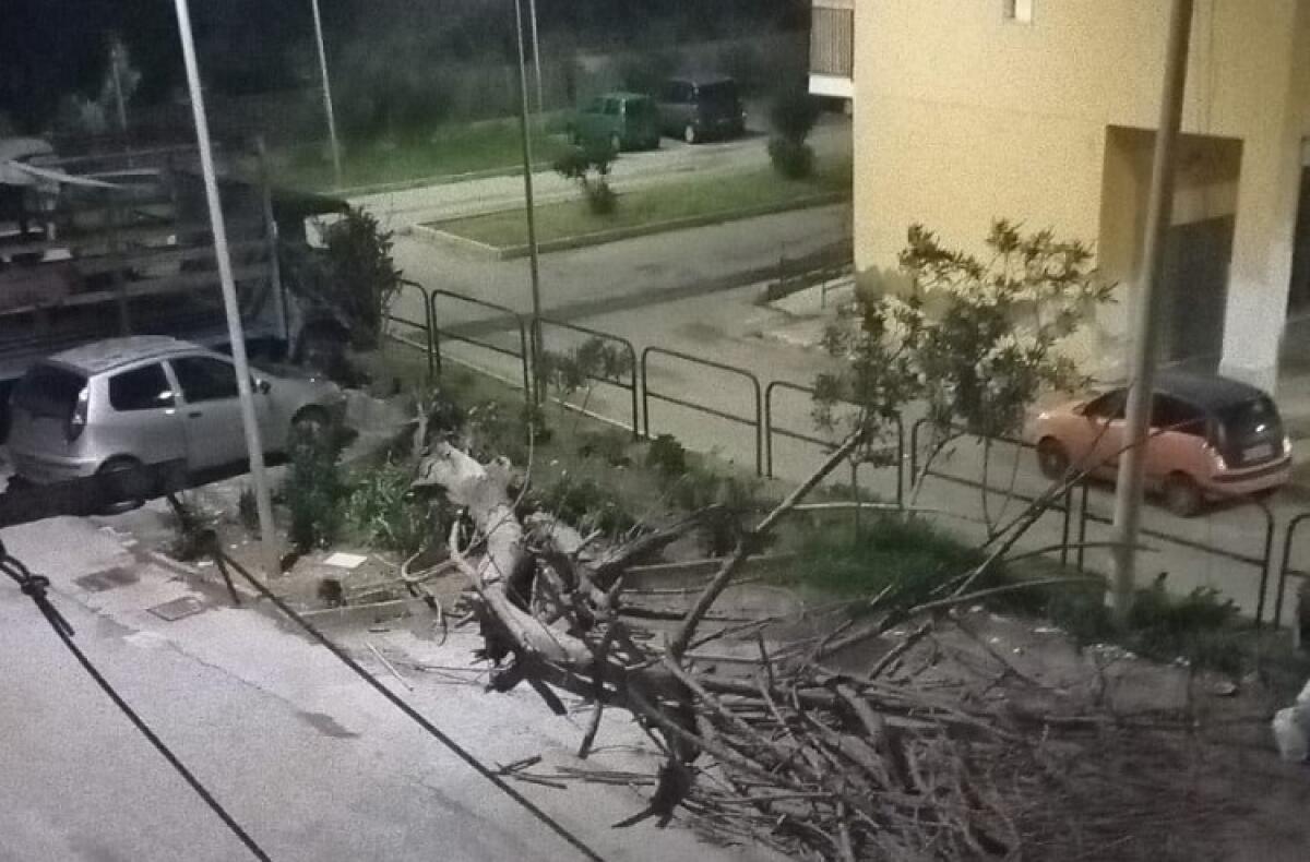Il forte vento sradica un albero in via Tarapaca, paura per i residenti - 