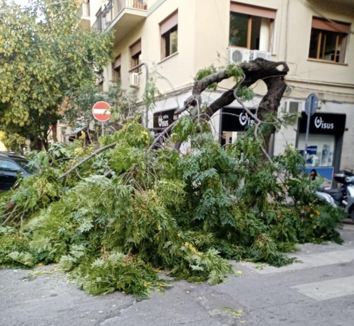 Palermo, cade albero in via XX settembre. Paura ma nessun danno - 