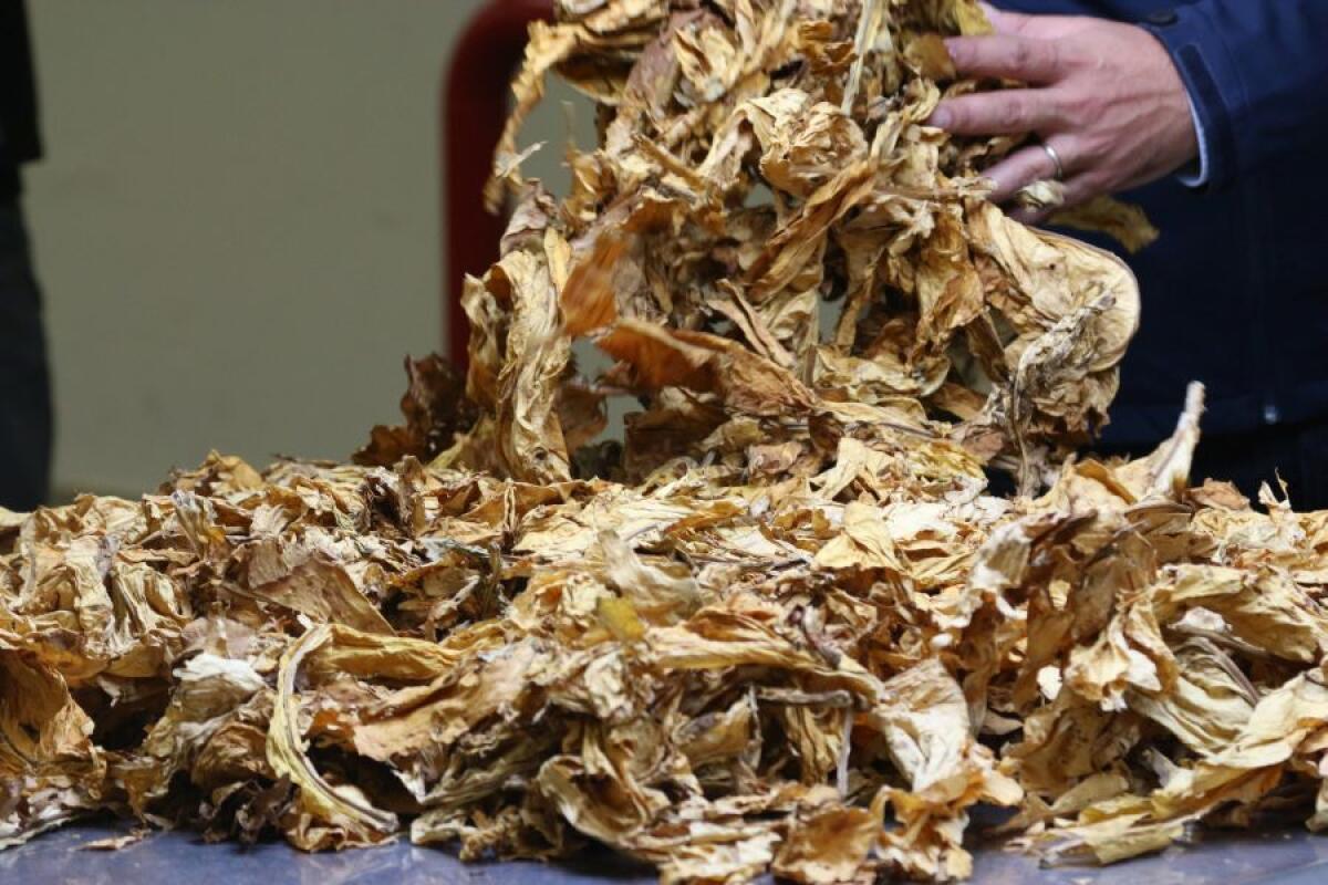 Philip Morris, nuovi investimenti a Marcianise e Bastia Umbra - 