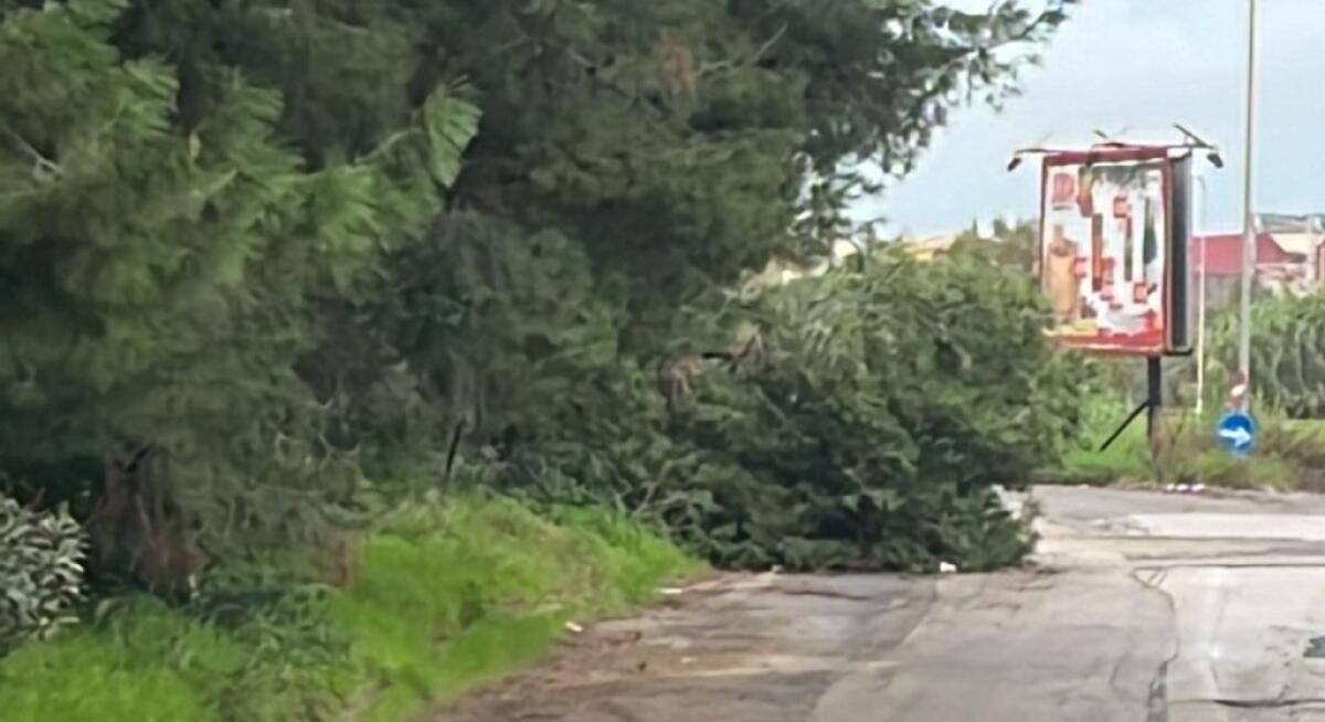 Un albero caduto in strada in via Patrasso, un altro rischia di cedere - L'albero ceduto 