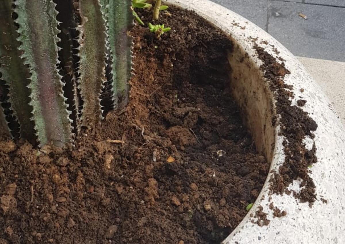 Corso Aldisio, rubano anche le piante delle fioriere: collocate per abbellire la zona - Le piantine vengono rubate
