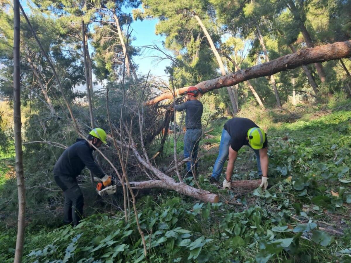 Avviati i lavori di rimboschimento nel Parco della Favorita a Palermo - 
