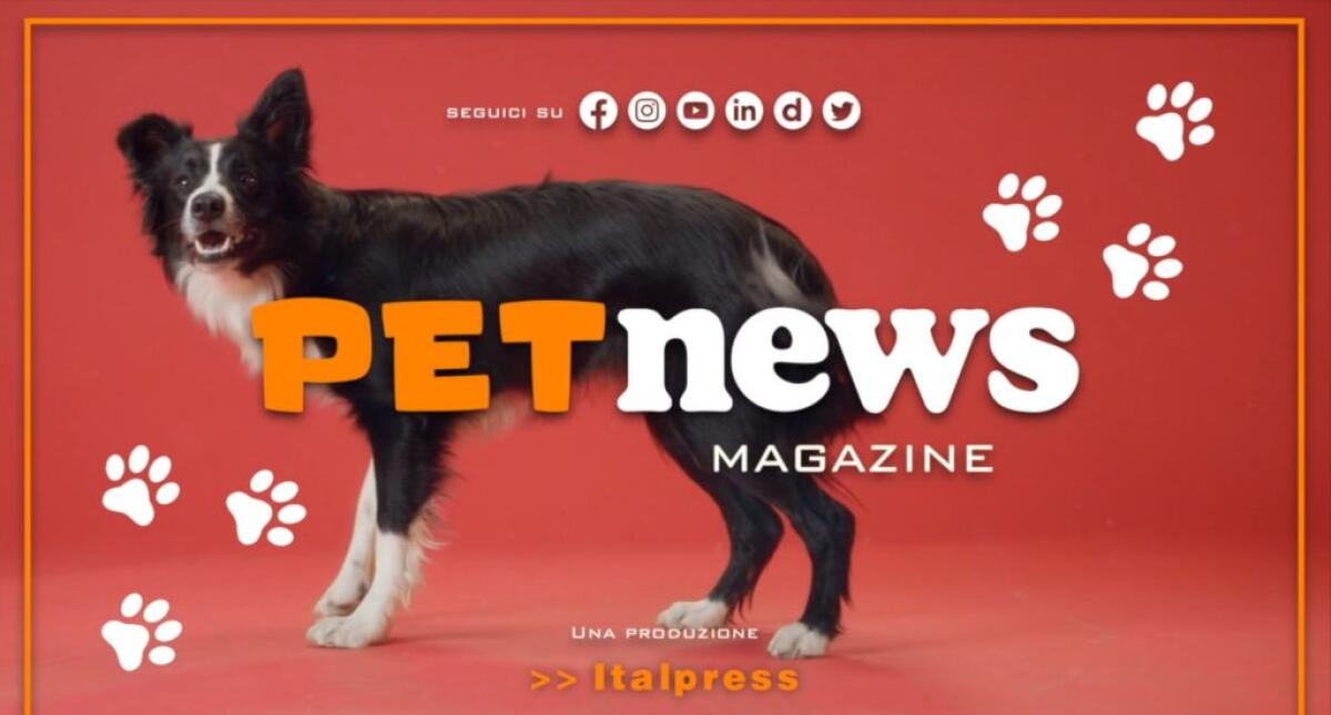 Nasce il Tg Pet dell’Italpress, nuovo magazine tv dedicato agli animali - 