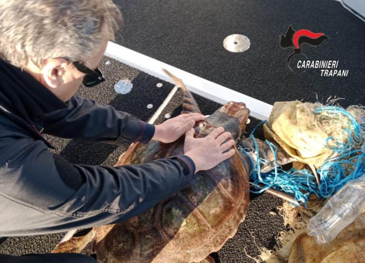 Favignana, Carabinieri salvano tartaruga Caretta Caretta - 
