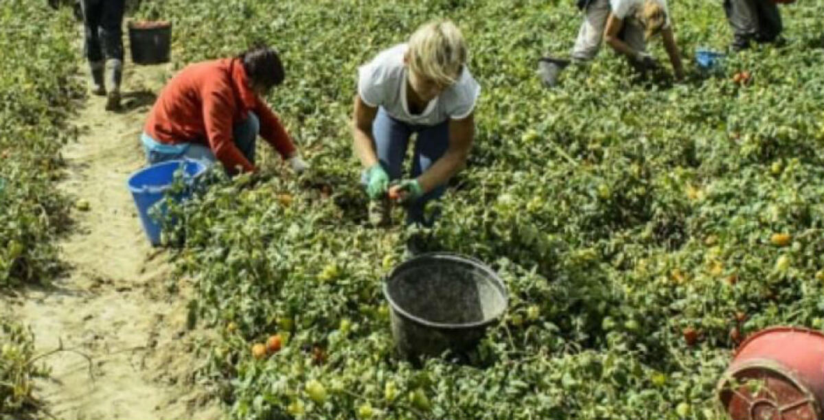 "Nelle campagne sfruttamento preoccupante": Cgil, Cisl e Uil, "più ispettori e vigilanza" - 