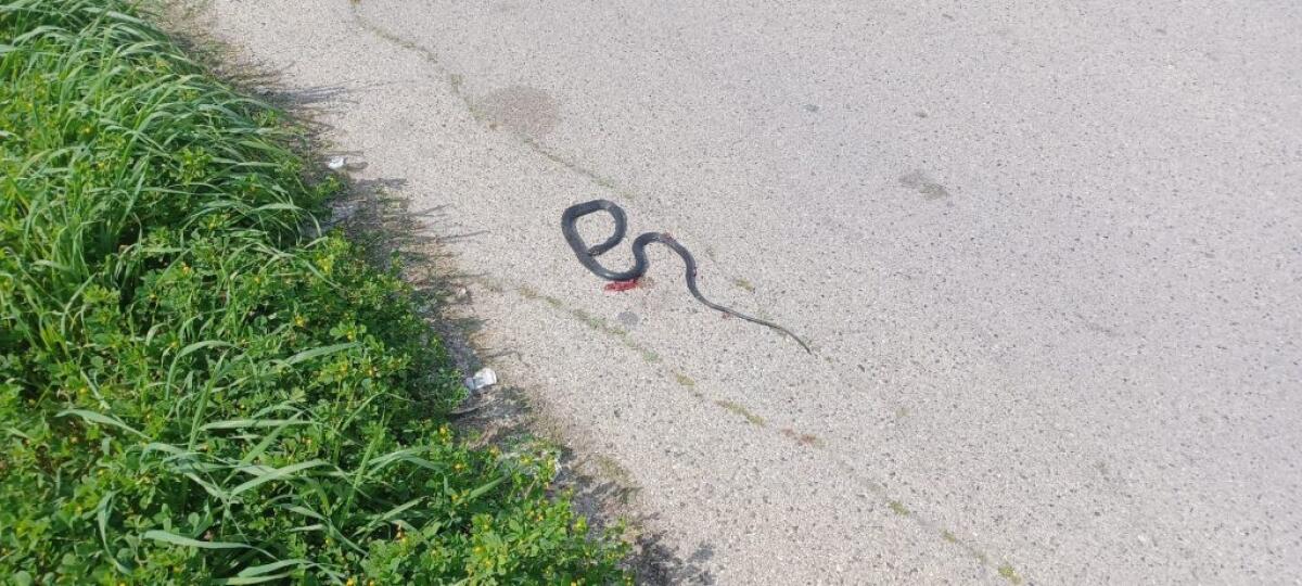 Aree incolte a Giardinelli, residenti preoccupati: "Possono diventare un pericolo" - 