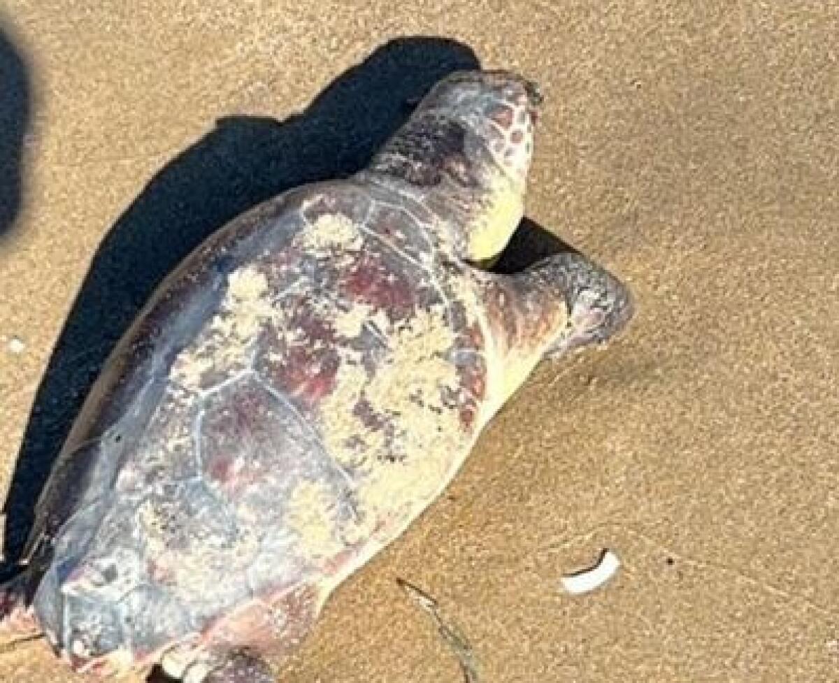 Montelungo, tartaruga morta: è stata ritrovata questa mattina - 