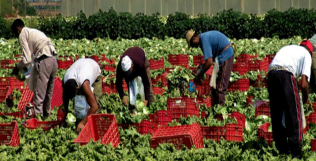 Inchiesta sul lavoro irregolare nei campi, imprenditore indagato: "Sempre rispettato regole" - 