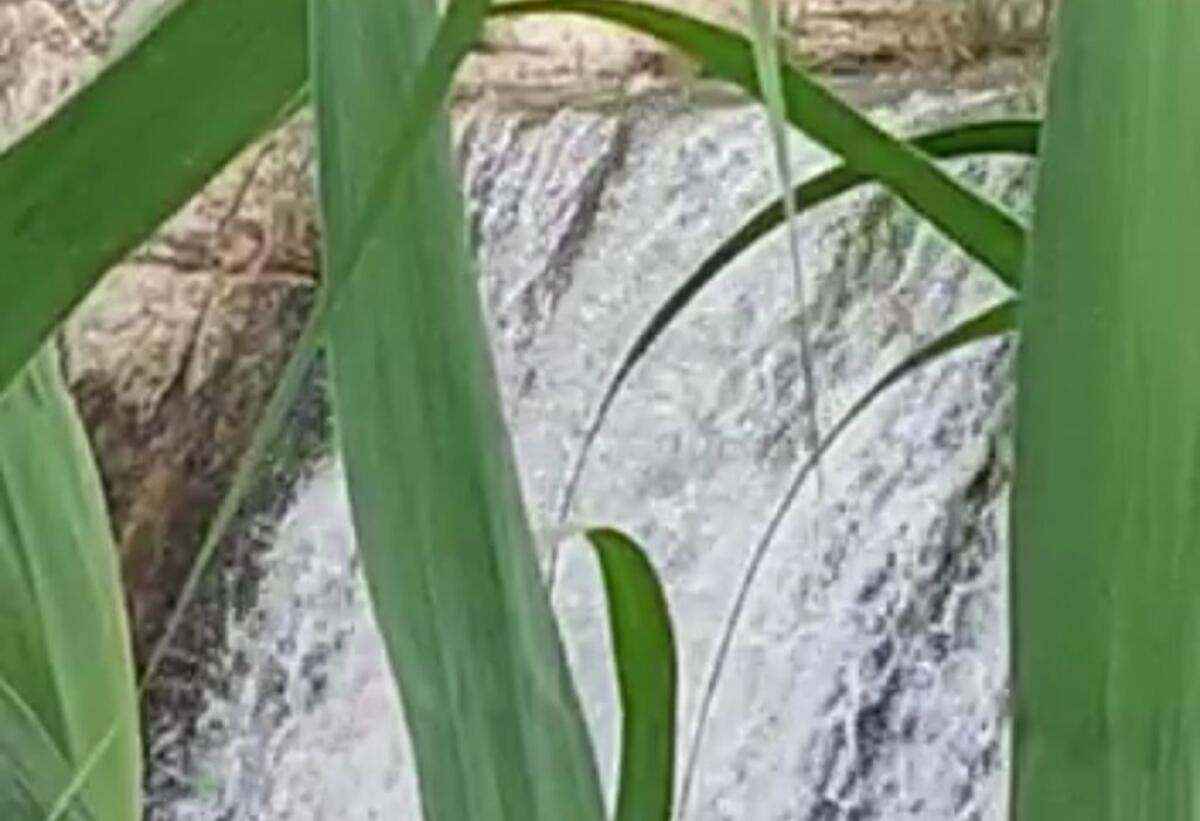 Crisi nera per l'agricoltura locale, a Disueri ancora acqua in mare: aziende rimangono a secco - 
