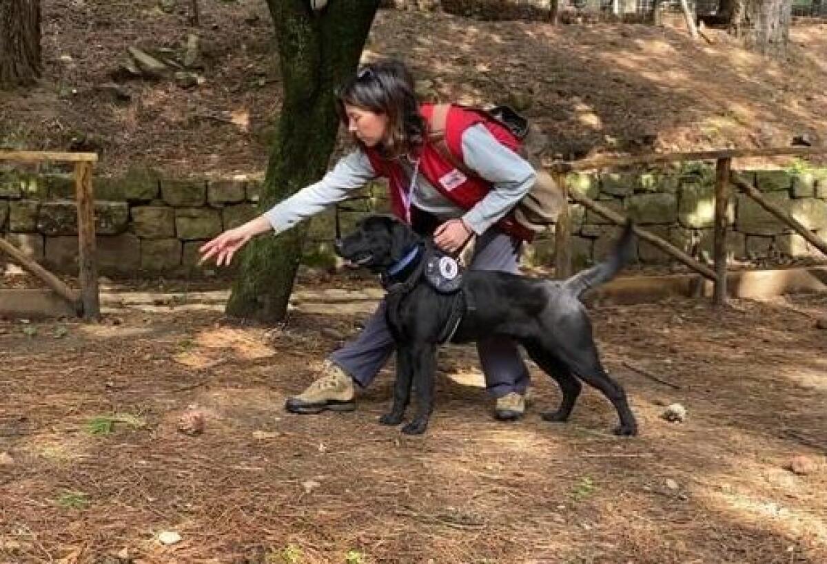 Dopo l’asino “operatore ecologico”, a Castelbuono un labrador raccoglie plastica abbandonata - 