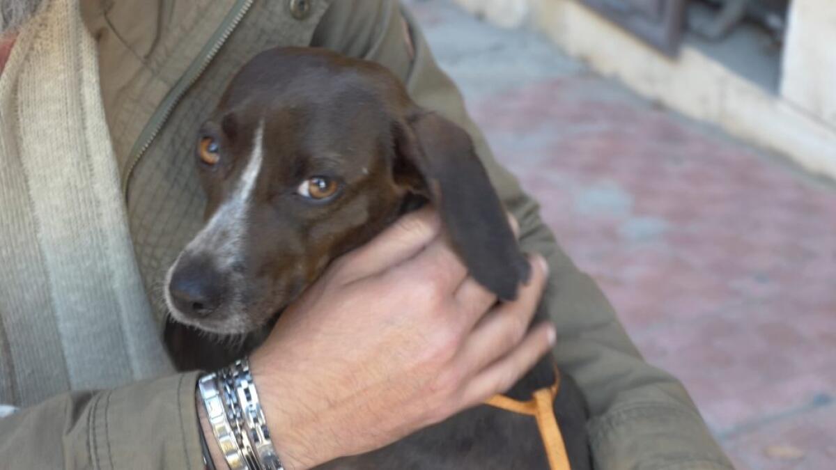 Cagnolina torturata con un collare elettrico, salvata dai volontari di ‘’Vita Randagia’’ - 