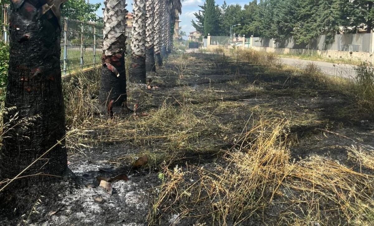 Aree verdi in fiamme a ridosso del plesso scolastico di Albani Roccella - 