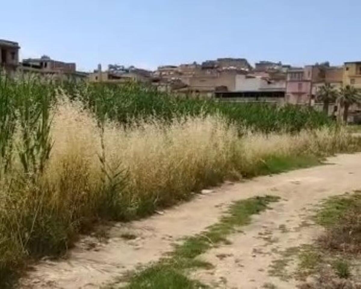 Una "foresta urbana" tra via Venezia e via Recanati: "Nessun intervento di pulizia" - L'area ricoperta interamente da vegetazione spontanea