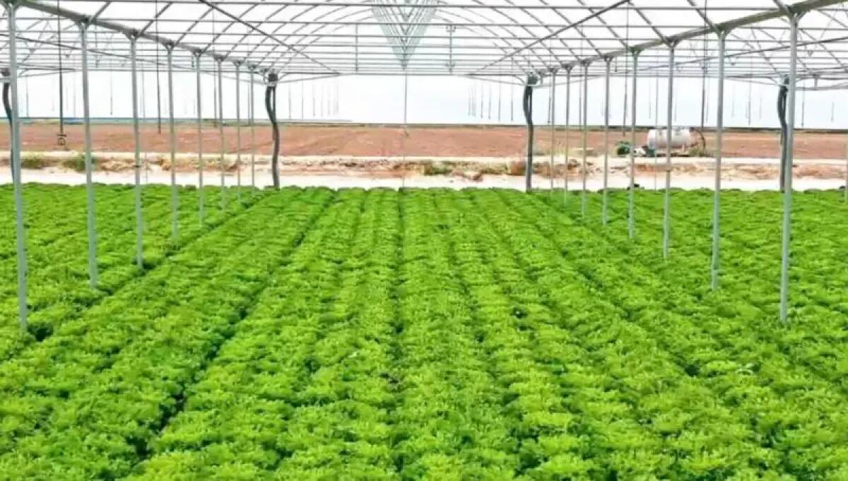 Agricoltura, da TerrAmore formazione nel segno della sostenibilità - 