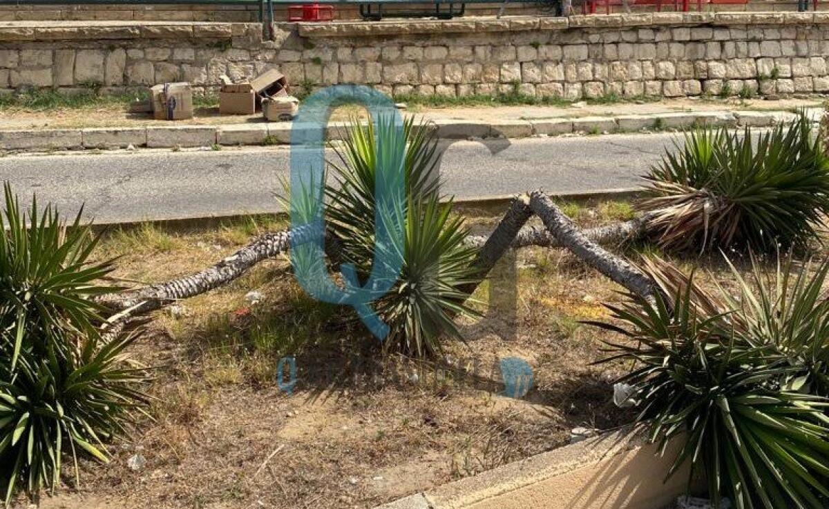 Verde danneggiato, piante spezzate di netto: Greco, "vandalismo, invito città a collaborare" - Le piante spezzate