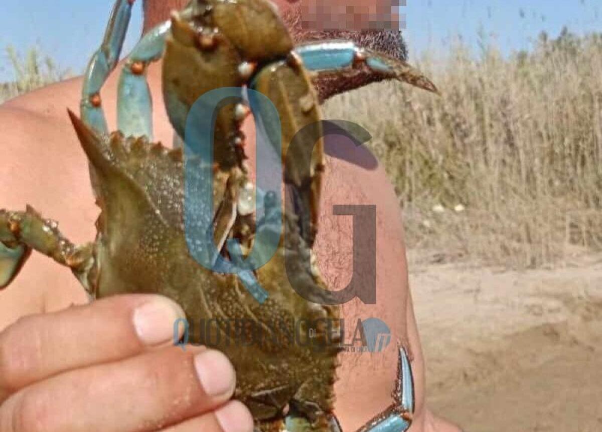 Granchio blu nelle coste locali, "è un pericolo per le specie autoctone" - Il granchio blu ritrovato ieri