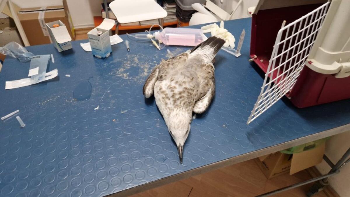 Due gabbiani salvati lungo la costa locale, WWF: "Uffici pubblici non rispondono" - 